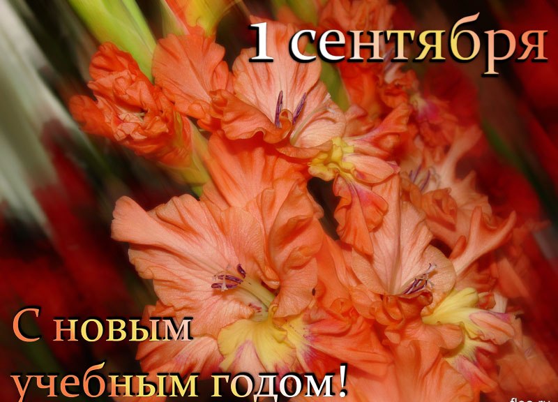 с новым учебным годом открытка