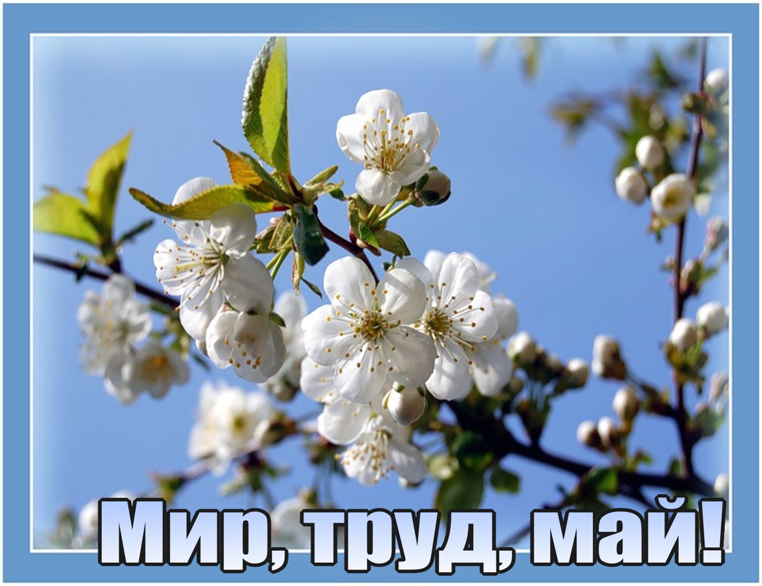 день весны 1 мая открытки