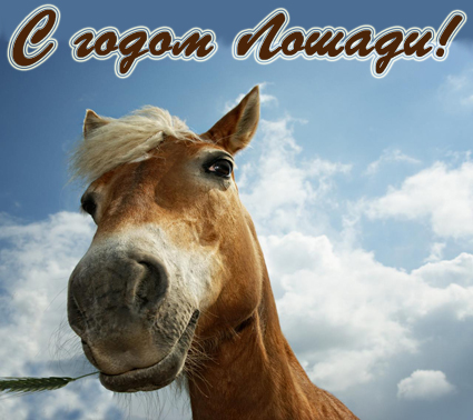 лошади зимой 2014 новый год