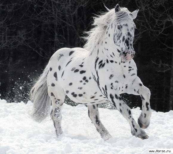 открытка с нарисованной лошадью